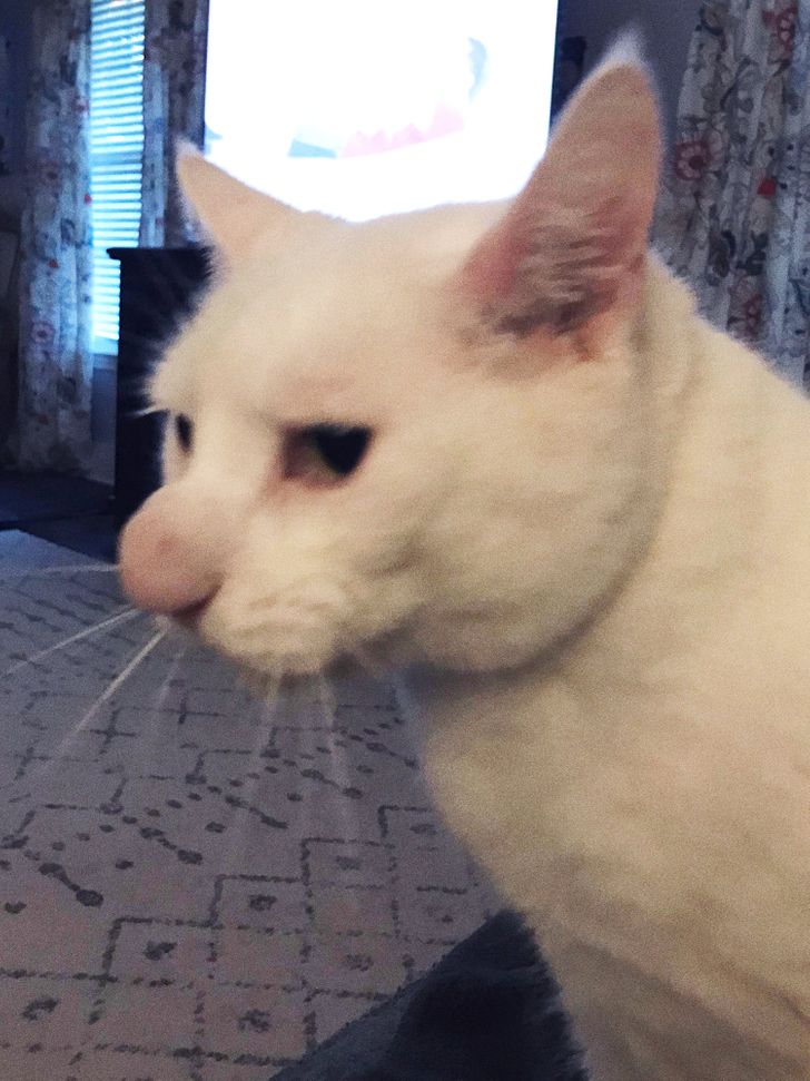 Животные, которые даже не догадываются, насколько они особенные