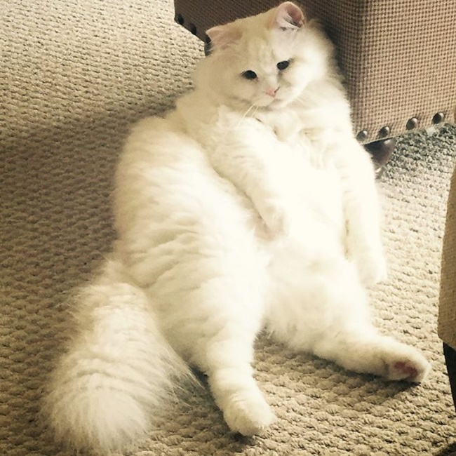 Без кота и жизнь не та