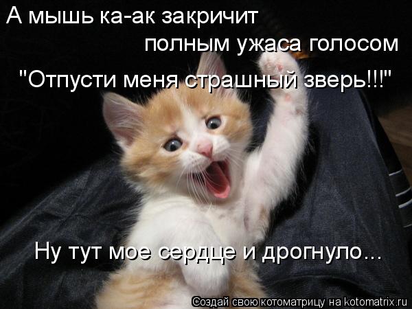 Муркотушки!
