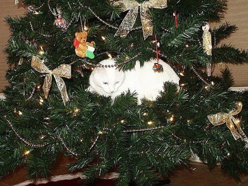 Коты и елка Коты и елка