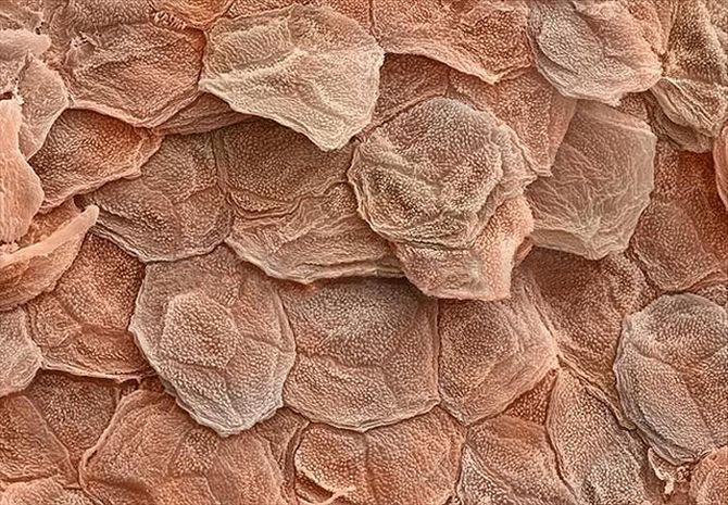 Кожа под микроскопом, Интересные факты о коже человека