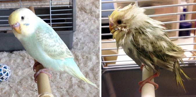 животных до и после принятия ванной, животные до и после купания