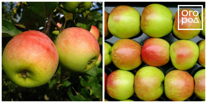 ������ ����� �������� �����