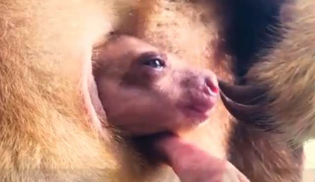 Видео с детенышем кенгуру, робко выглянувшим из маминой 