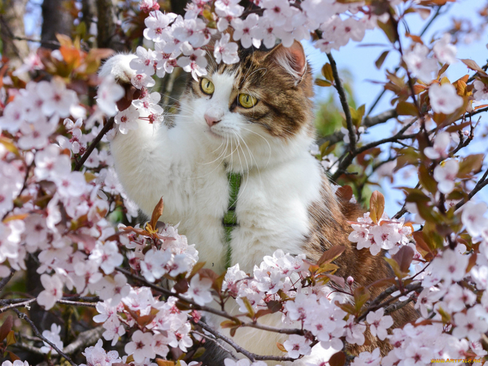 Котэ и весенние цветы