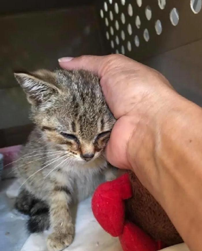 Котенка игнорировали все прохожие, но одна женщина решила его приютить