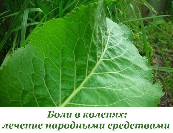 Болят колени, лечение народными средствами: