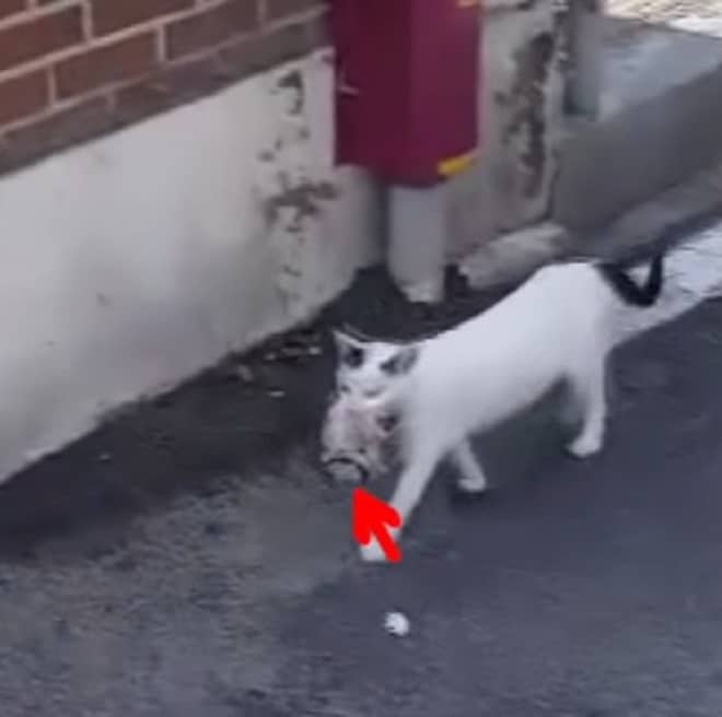 Кошка идет с котенком в зубах Кошка несет котенка