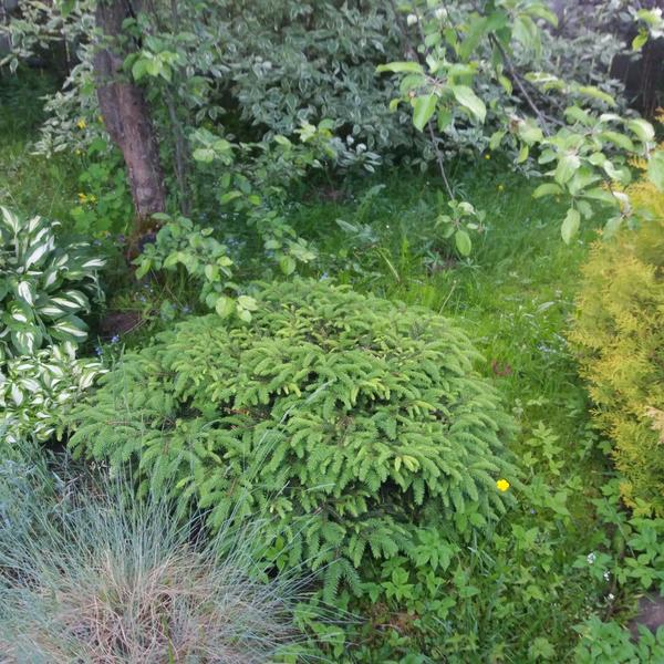 Ель подушкообразная Нидиформис (Picea abies Nidiformis) — мягкость вашего сада Ель подушкообразная Нидиформис (Picea abies Nidiformis) — мягкость вашего сада