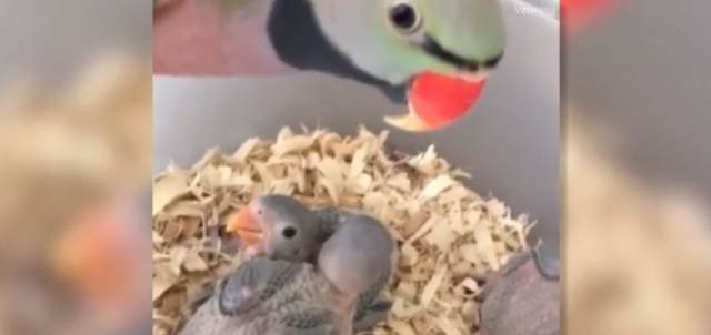 Видео: Мама-попугай признается в любви своим птенцам на 