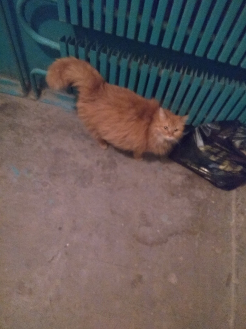 кошка родила котят в подъезде рыжая кошка