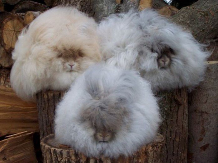25 фото из жизни милейших кроликов, которых вам захочется срочно тиснуть