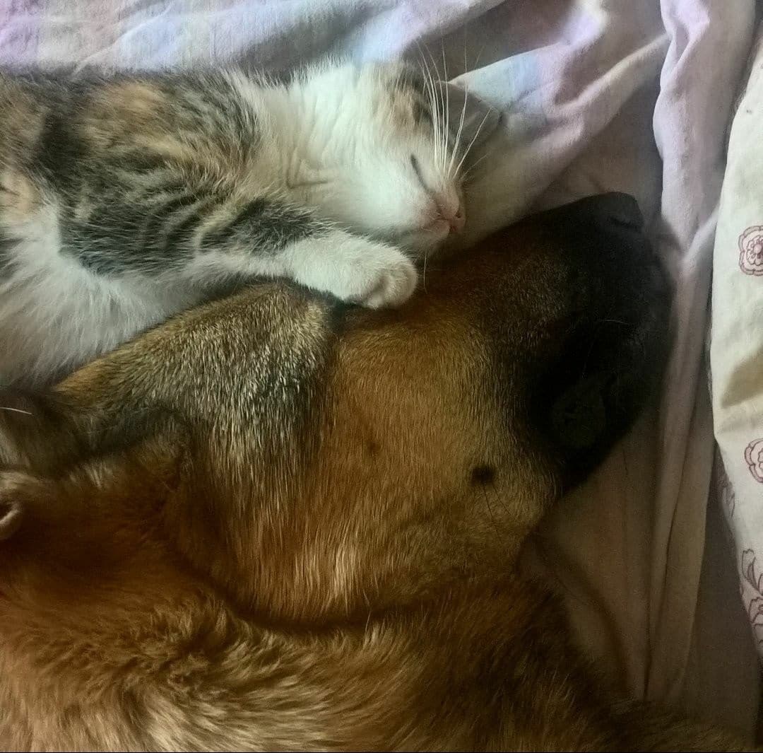 дом для пса пес и котенок