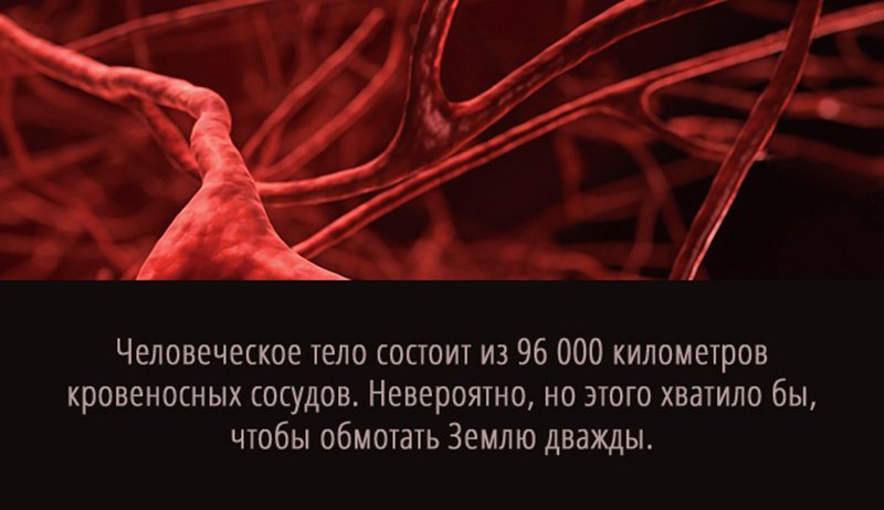 Интересные факты о крови Интересные факты о крови