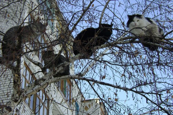 До весны осталось совсем чуть-чуть животные, коты, юмор