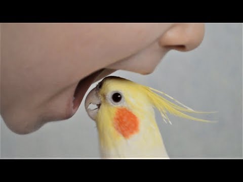 Смешные Животные 2018 Приколы с Животными Май Смешные Собаки Коты Кошки и Попугаи До Слёз Смешные Животные 2018 Приколы с Животными Май Смешные Собаки Коты Кошки и Попугаи До Слёз