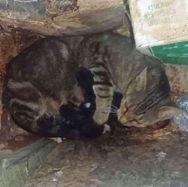 Кошка кормит котят Кошка с котятами