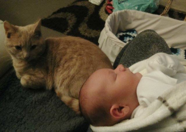 Без кота и жизнь не та