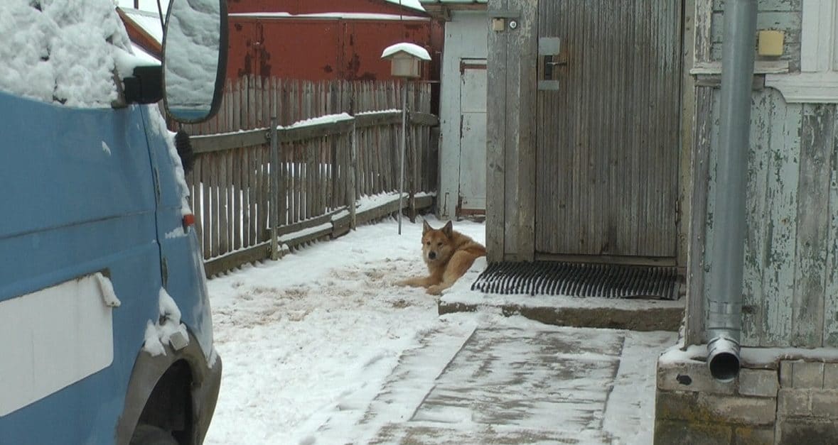 бродячий пес нашел дом пес во дворе