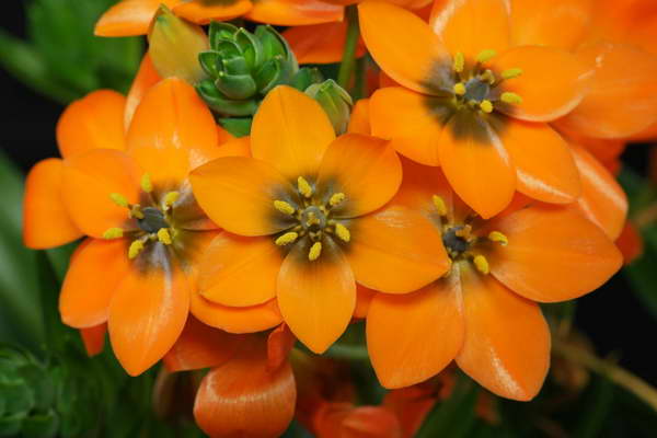 Птицемлечник оранжевый Ornithogalum dubium фото