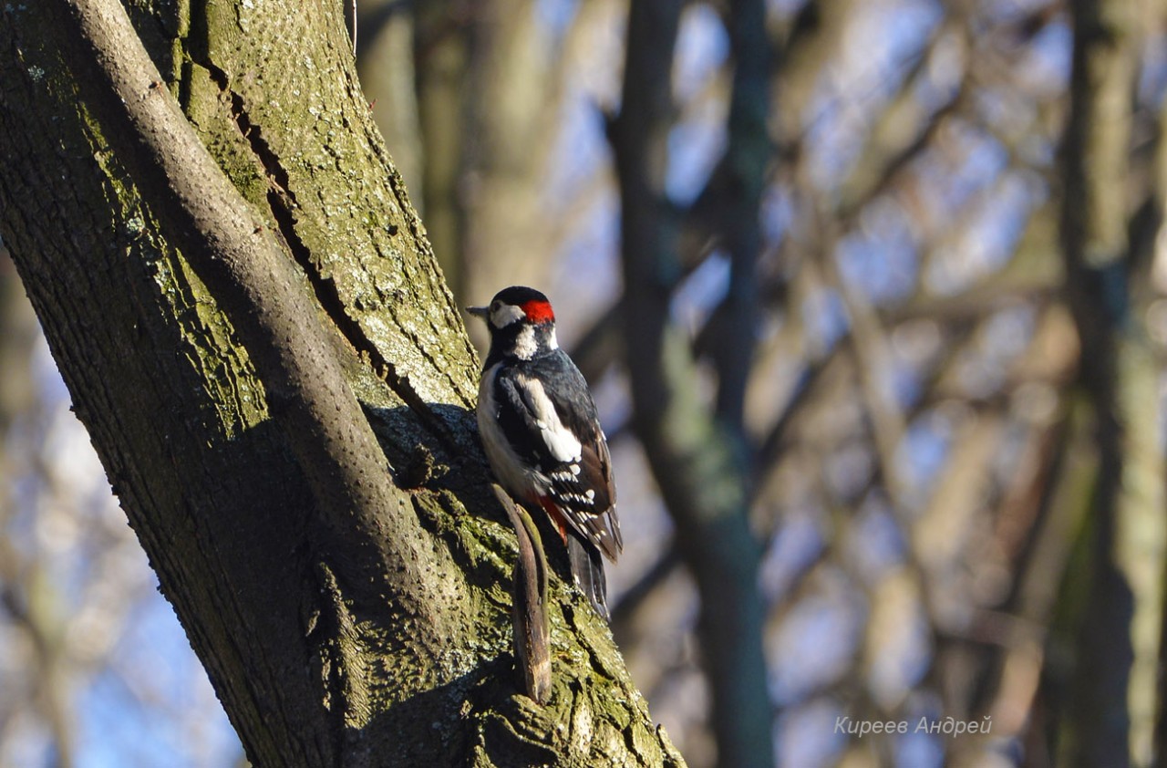 DSC_8485копия.jpg DSC_8485копия.jpg