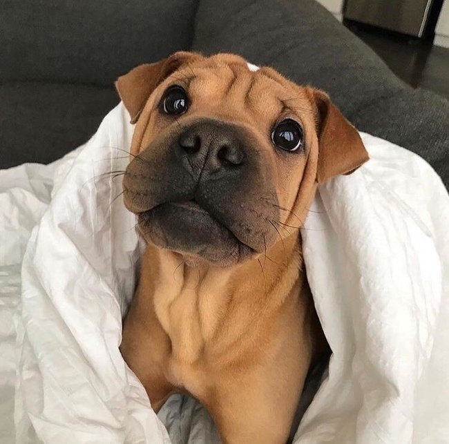 27 фотографий кошек и собак, которые заставят вас забыть обо всех проблемах 27 фотографий кошек и собак, которые заставят вас забыть обо всех проблемах