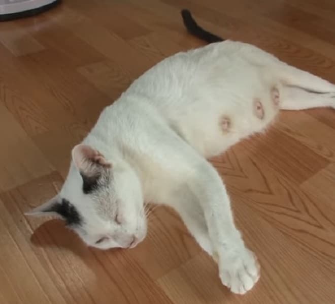 Уставшая кошка Кошка спит