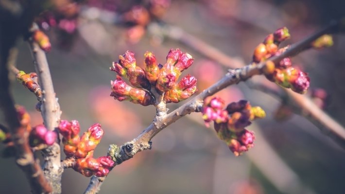 Синоптики пообещали на Страстную неделю и Пасху весеннюю погоду Синоптики пообещали на Страстную неделю и Пасху весеннюю погоду