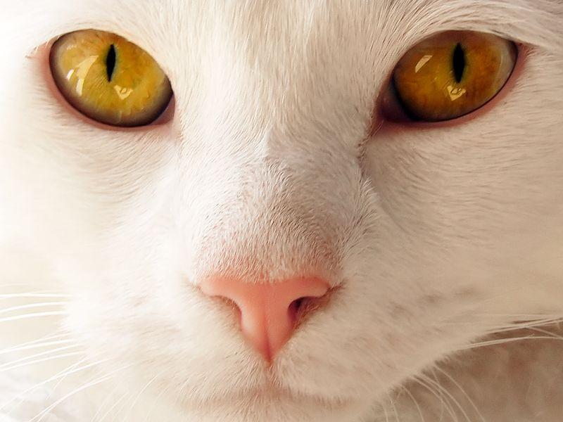 Факты о животных, которые поднимут вам настроение
