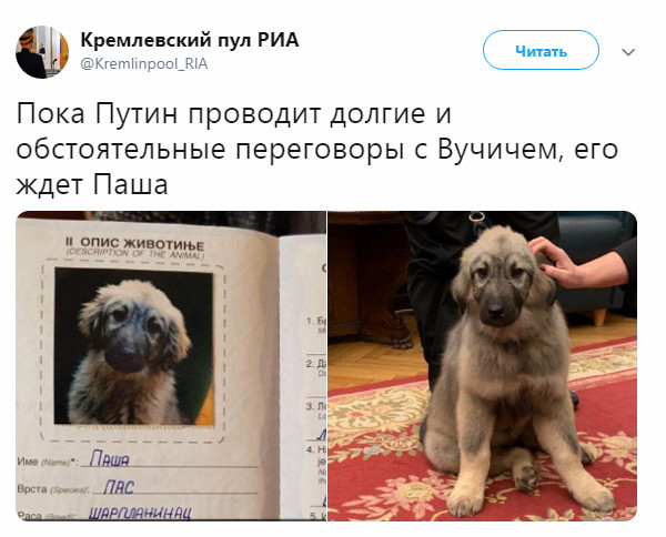 Путин в приятном шоке от подарка, который вручил ему президент Сербии Путин в приятном шоке от подарка, который вручил ему президент Сербии