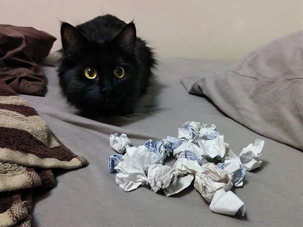 Моя прелесть: 18 котов-воришек, вместе со своими наворованными сокровищами коты воришки, коты и их сокровища, коты воруют