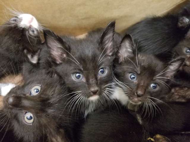 спасение котят черные котята