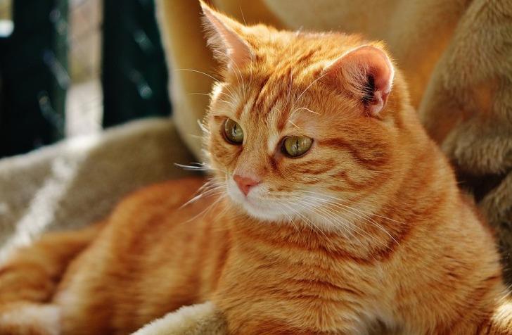 Коты помнят все! И лучше, если это что-то хорошее…