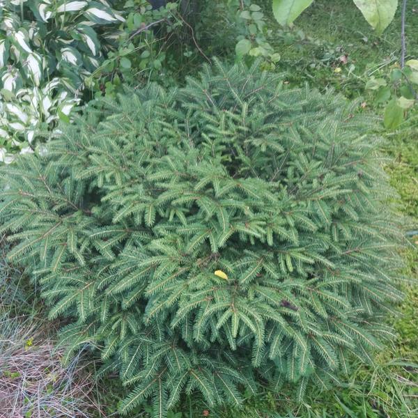Ель подушкообразная Нидиформис (Picea abies Nidiformis) — мягкость вашего сада Ель подушкообразная Нидиформис (Picea abies Nidiformis) — мягкость вашего сада