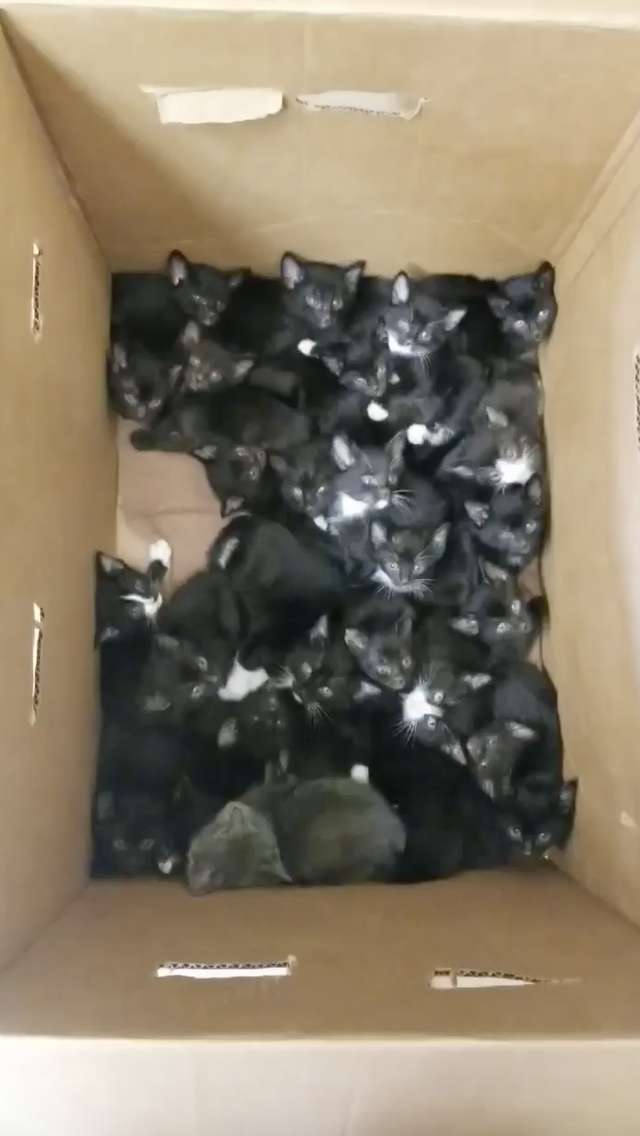 помощь котятам 39 котят