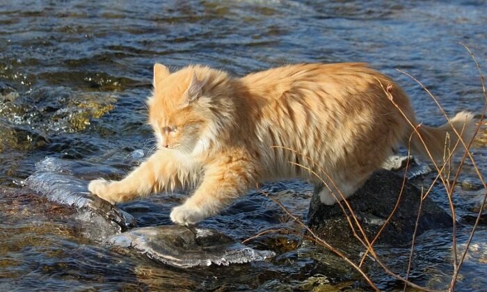 Плавательный кот