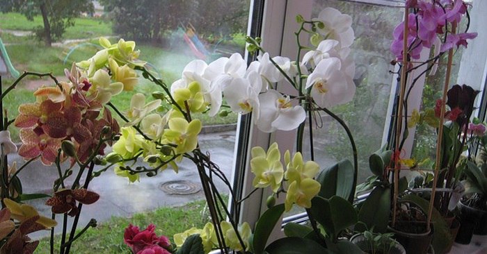 Секреты рассадки орхидей: как превратить 1 растение в 100.