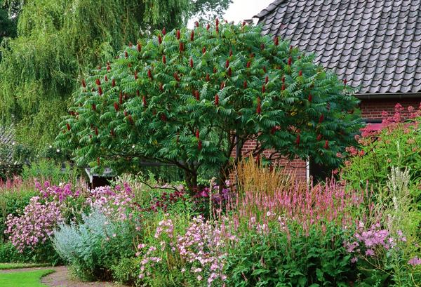 Крона сумаха оленерогого (Rhus typhina) напоминает полусферу. Крона сумаха оленерогого (Rhus typhina) напоминает полусферу.