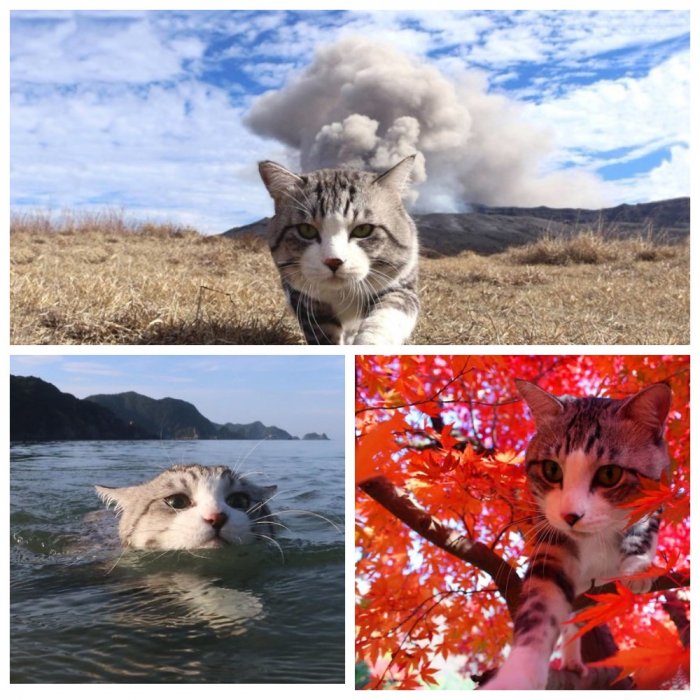 Фотогеничный кот-путешественник зазвездился в Instagram