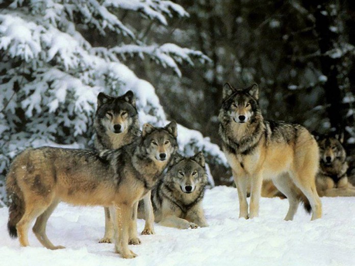 wolf Волки дали урок любви людям...