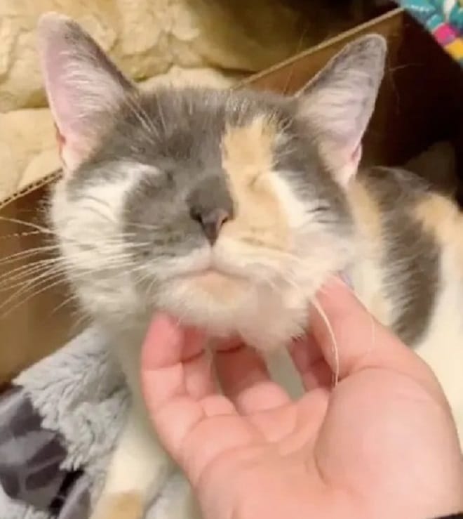 Кошку чешут Кошку гладят