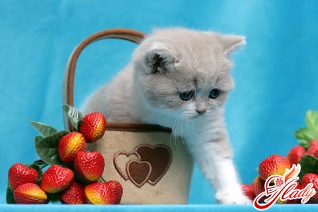 у кота перхоть у кота перхоть