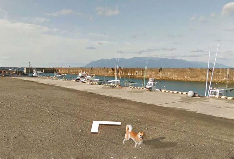 В Японии собака проследовала за автомобилем Google Street View, забавно «испортив» каждую сделанную им фотографию В Японии собака проследовала за автомобилем Google Street View, забавно «испортив» каждую сделанную им фотографию google street view, животные, кадр, собака, юмор