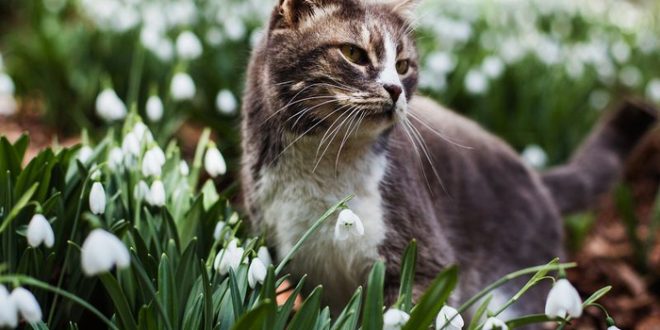 Котэ и весенние цветы