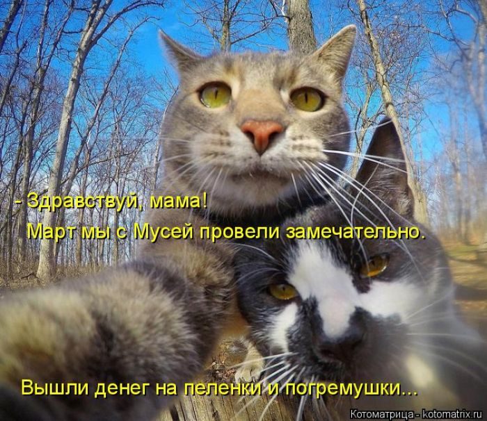 Лучшие котоматрицы, которые зарядят вас позитивом) Лучшие котоматрицы, которые зарядят вас позитивом)
