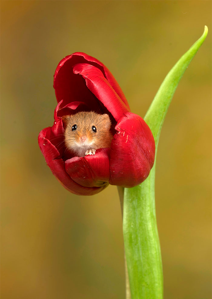 cute-harvest-mice-in-tulips-miles-herbert-20-5ad09794d64b0__700.jpg cute-harvest-mice-in-tulips-miles-herbert-20-5ad09794d64b0__700.jpg
