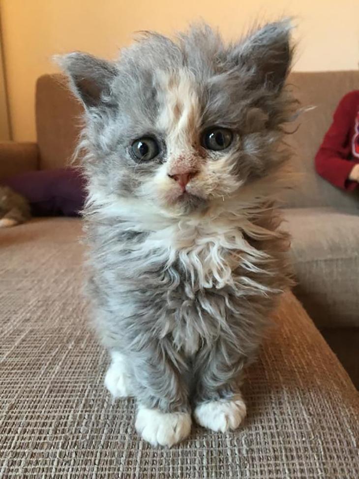 KittenTeKoop