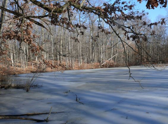 man-jumpos-in-frozen-lake-to-save-dog-8