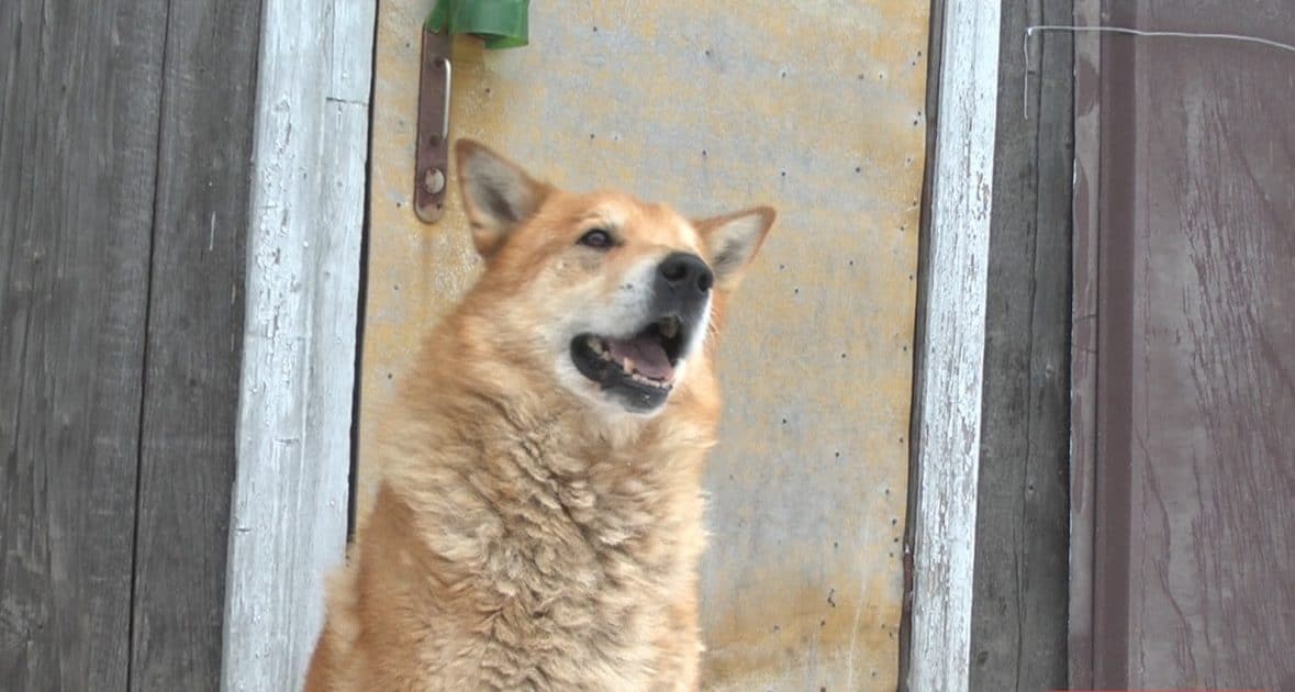 человек приютил собаку рыжий пес на улице