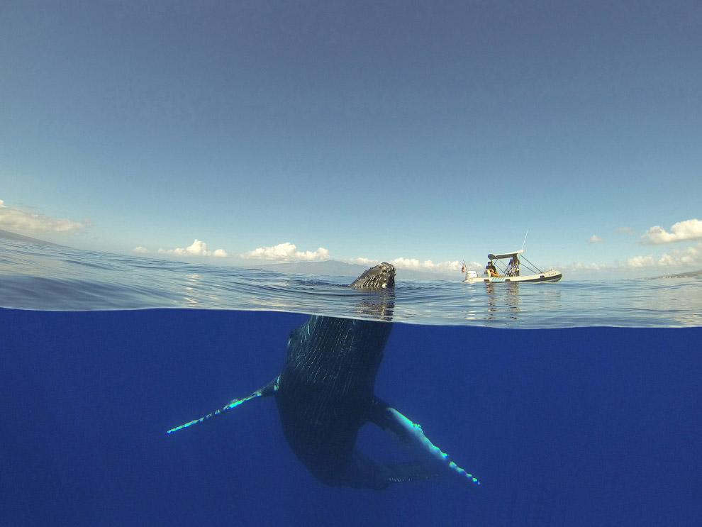 Горбатый кит и лодка, Гавайи